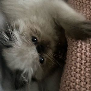 Meet your Posher, Joy